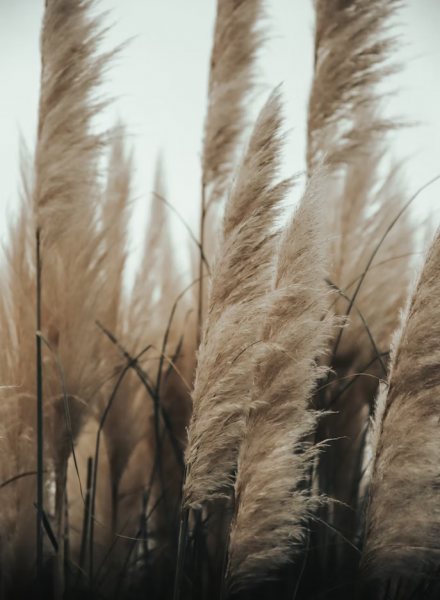 Servizio di Mediazione Familiare